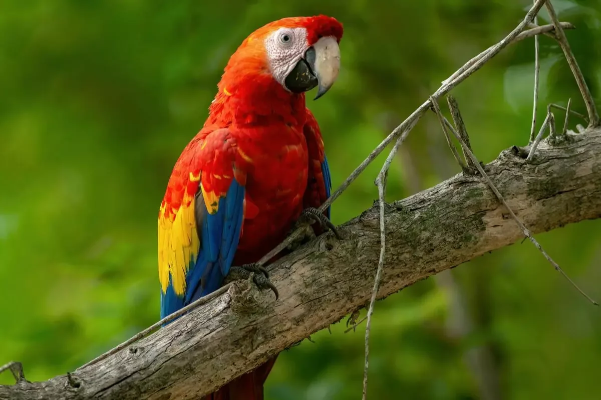 Guacamayo Escarlata